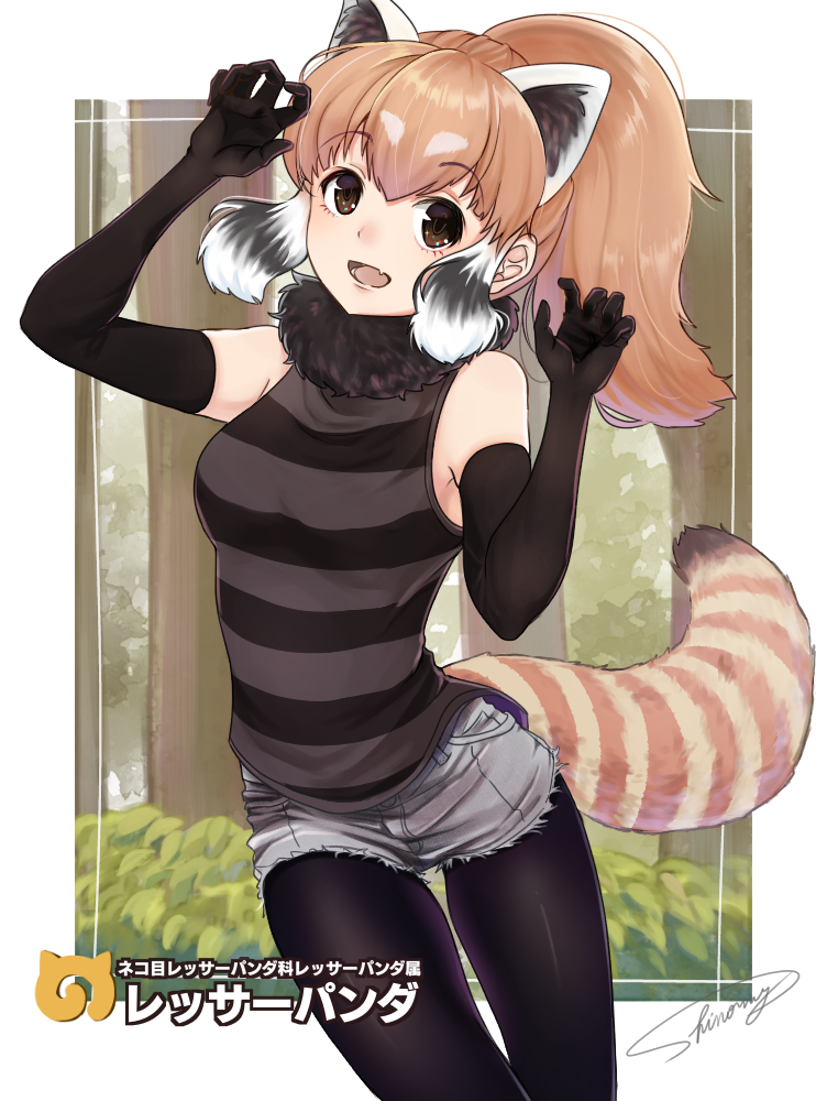 1girl, :d, animal_ears, armpit_peek, artist_name, bare_shoulders, black_gloves, black_hair, black_legwear, black_shirt, breasts, brown_eyes, bush, character_name, claw_pose, collar, cowboy_shot, cutoffs, denim, denim_shorts, elbow_gloves, eyebrows, eyebrows_visible_through_hair, eyelashes, fang, fur_collar, gloves, gradient_hair, grey_hair, hands_up, high_ponytail, horizontal-striped_shirt, horizontal_stripes, japari_symbol, kemono_friends, light_brown_hair, looking_at_viewer, medium_breasts, multicolored_hair, open_mouth, outdoors, outside_border, pantyhose, pantyhose_under_shorts, ponytail, red_panda_(kemono_friends), red_panda_ears, red_panda_tail, shinomy, shirt, short_shorts, shorts, signature, sleeveless, sleeveless_shirt, smile, solo, striped, striped_shirt, striped_tail, tail, tank_top, tareme, teeth, thigh_gap, tree, white_border, white_hair