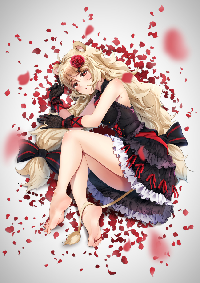 1girl, ahoge, ailane_(show_by_rock!!), animal_ears, bare_legs, bare_shoulders, barefoot, black_bow, black_dress, black_gloves, blonde_hair, blurry, blush, bow, casino_(casinoep), depth_of_field, dress, fetal_position, flower, frilled_dress, frills, full_body, gloves, grey_background, hair_bow, hair_flower, hair_ornament, highres, layered_dress, lion_ears, lion_tail, lolita_fashion, long_hair, looking_at_viewer, low-tied_long_hair, low_twintails, parted_lips, petals, red_eyes, red_rose, rose, rose_petals, show_by_rock!!, simple_background, sleeveless, sleeveless_dress, soles, solo, tail, thighs, toes, twintails, very_long_hair, x_hair_ornament