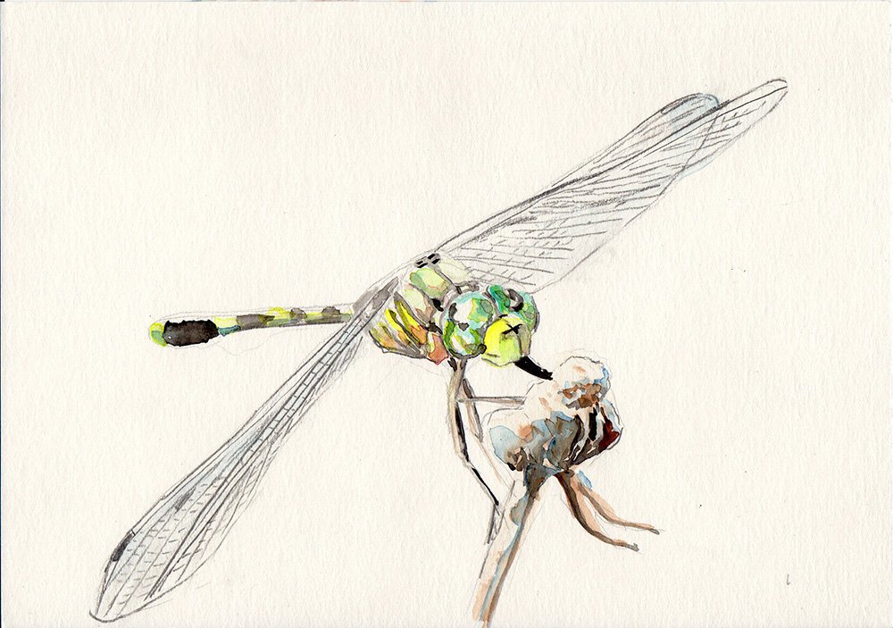 dragonfly, insect, insect_wings, iwane_masaaki, legs, original, simple_background, traditional_media