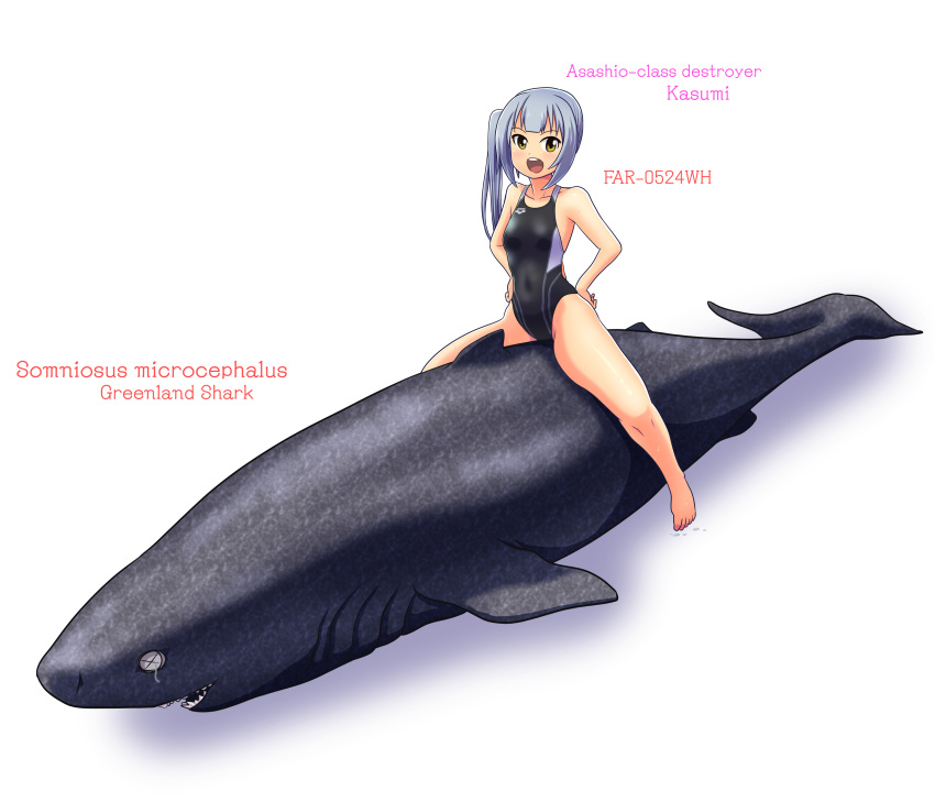 1girl, absurdres, arena_(company), barefoot, black_swimsuit, commentary_request, competition_swimsuit, flat_chest, full_body, greenland_shark, grey_hair, hands_on_hips, highres, kantai_collection, kasumi_(kantai_collection), long_hair, looking_at_viewer, one-piece_swimsuit, open_mouth, riding, shark, side_ponytail, simple_background, swimsuit, tennouji_masamichi, upper_body, white_background, yellow_eyes