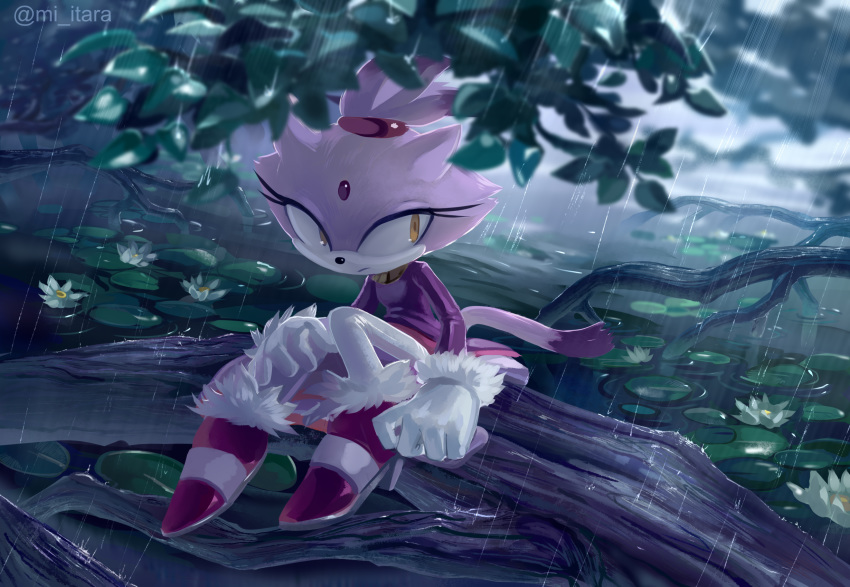 1girl, animal_ears, artist_name, blaze_the_cat, blurry_foreground, cat_ears, cat_tail, closed_mouth, coat, flat_chest, flower, forehead_jewel, fur-trimmed_footwear, fur-trimmed_gloves, fur_trim, furry, gloves, hair_ornament, high_heels, highres, knees_up, lily_pad, long_sleeves, looking_to_the_side, miitara, multicolored_hair, outdoors, pants, pink_footwear, purple_coat, purple_hair, rain, shiny, shoes, short_hair, sideways_mouth, sitting, solo, sonic_(series), tail, tied_hair, topknot, tree, twitter_username, two-tone_hair, watermark, white_flower, white_gloves, white_pants, yellow_eyes