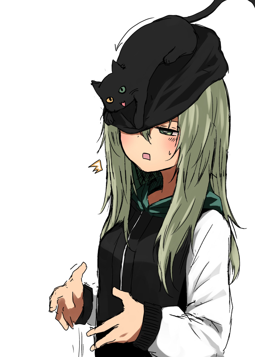 +_-, 1girl, absurdres, animal_on_head, bangs, beanie, black_cat, cat