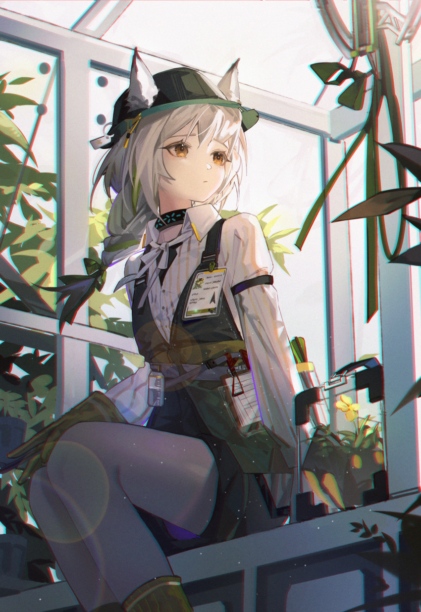 1girl, absurdres, animal_ears, arknights, beanstalk_(arknights), chromatic_aberration, collared_shirt, ears_through_headwear, fedora, feet_out_of_frame, flower, from_below, gloves, greenhouse, hair_ribbon, hat, highres, huge_filesize, infection_monitor_(arknights), lens_flare, looking_to_the_side, nagito, name_tag, orange_eyes, plant, ribbon, ribbon_braid, shirt, shorts, sitting, solo, striped, striped_shirt, white_hair, white_legwear, white_shirt