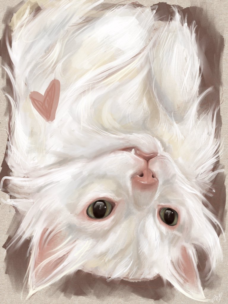 animal, animal_ears, animal_focus, animal_nose, artist_name, body_fur, border, cat, cat_ears, closed_mouth, commentary, english_commentary, face, fangs, grey_eyes, heart, kludsy, looking_at_viewer, no_humans, nose, nostrils, real_life, realistic, signature, simple_background, symbol_commentary, thurston_waffles, upper_body, upside-down, white_fur