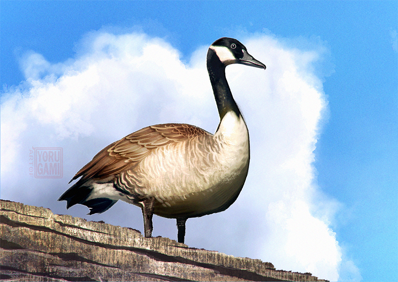 animal, animal_focus, artist_name, artofyorugami, bird, brown_feathers, canada_goose, clouds