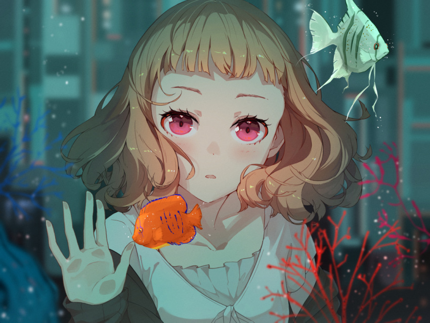 1girl, against_glass, aquarium, bangs, black_cardigan, blouse, blunt_bangs, blush