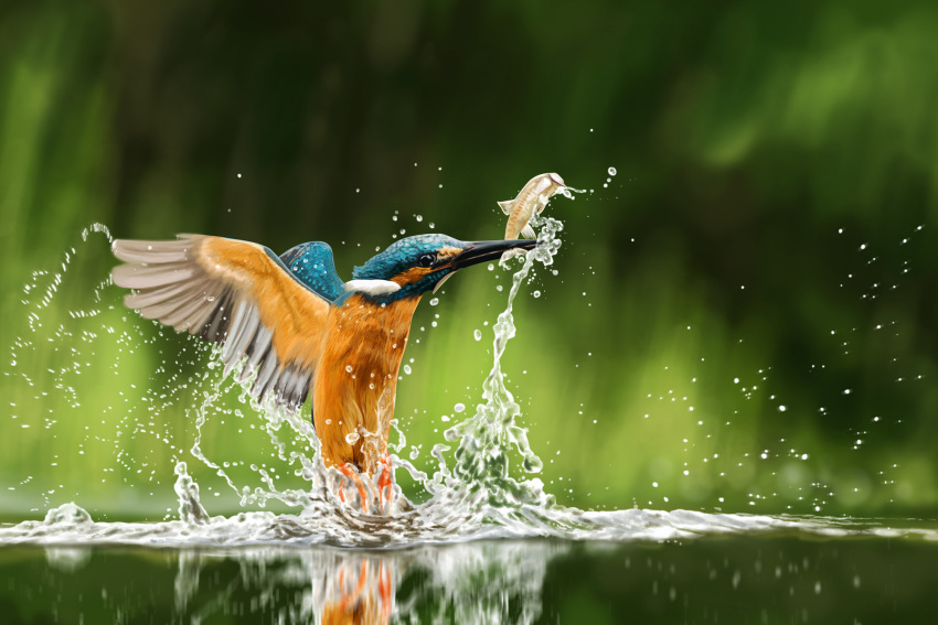 animal, bird, common_kingfisher, derivative_work, feathers, fish, highres, kingfisher