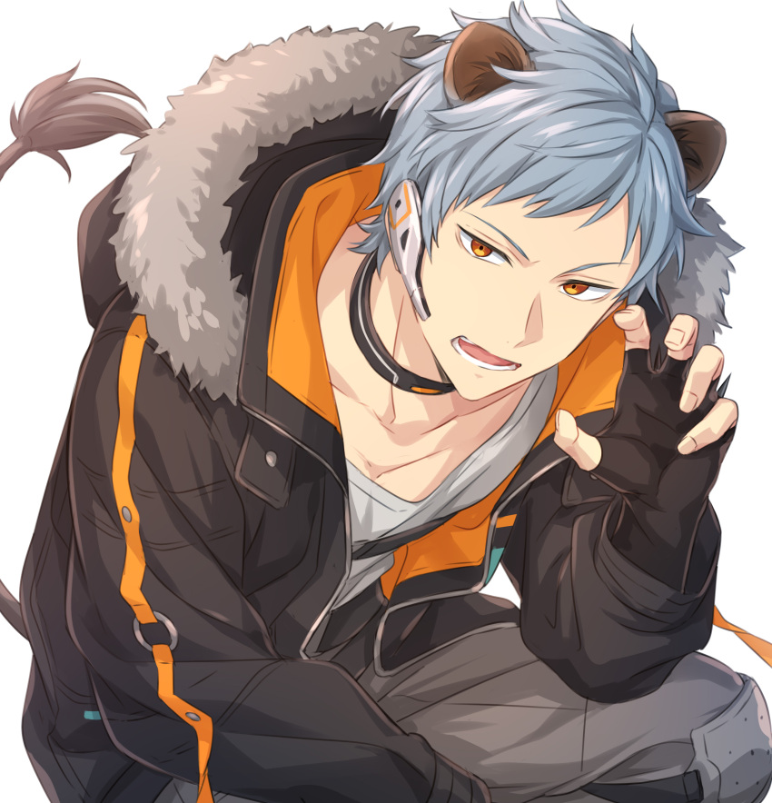 1boy, absurdres, animal_ears, asch_albright, black_choker, black_gloves, black_jacket, choker, claw_pose, fingerless_gloves, fur-trimmed_jacket, fur_trim, gloves, grey_hair, grey_pants, grey_shirt, helios_rising_heroes, highres, hood, hood_down, hooded_jacket, jacket, knee_pads, lion_boy, lion_ears, lion_tail, looking_at_viewer, male_focus, open_clothes, open_jacket, open_mouth, orange_eyes, pants, roaring, sekina, shirt, short_hair, solo, squatting, tail, teeth, white_background