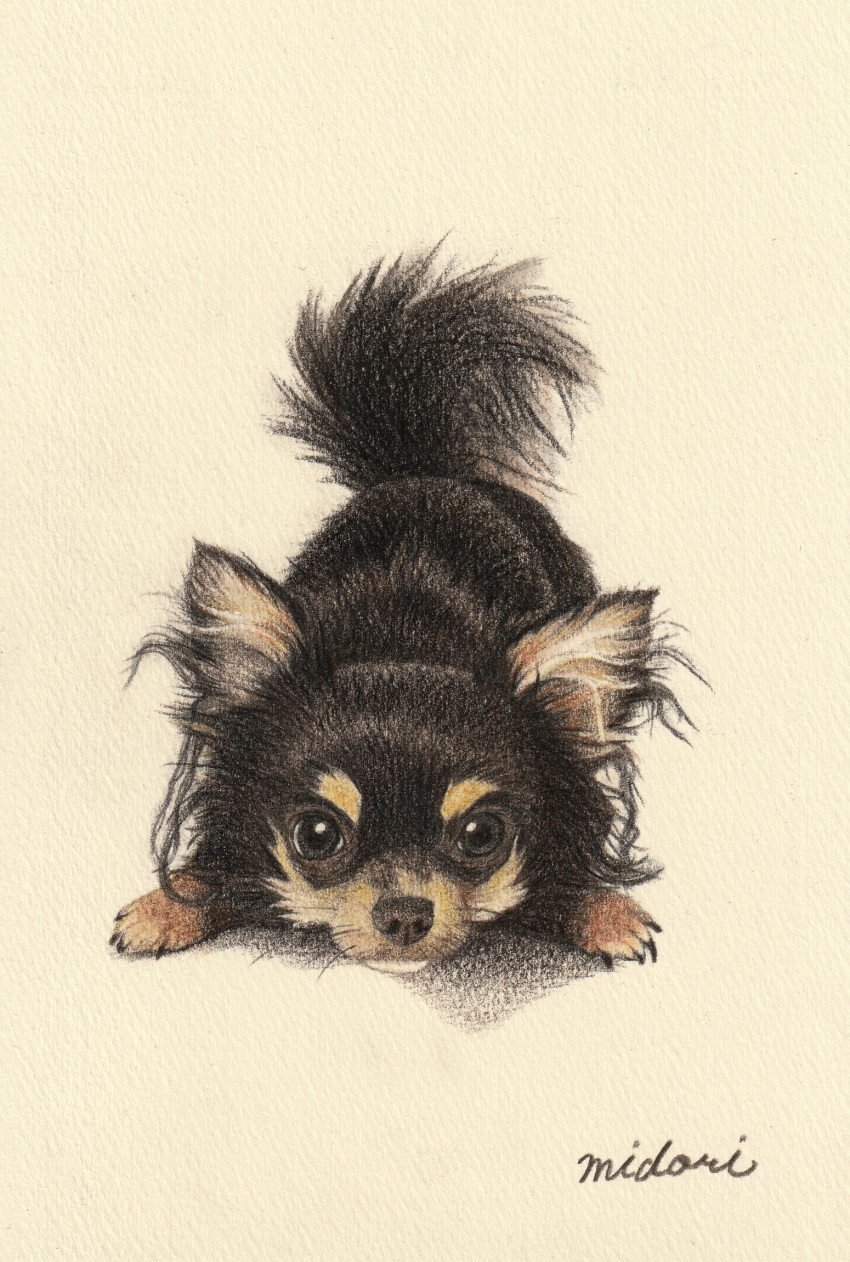 animal, animal_focus, chihuahua, closed_mouth, colored_pencil_(medium), commentary_request, dog, grey_eyes, highres, looking_at_viewer, midori_(user_rfup2354), no_humans, original, shadow, signature, simple_background, traditional_media, white_background