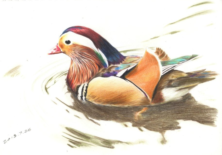 animal, animal_focus, bird, dated, don_quixote_(1261226043), duck, from_side, mandarin_duck