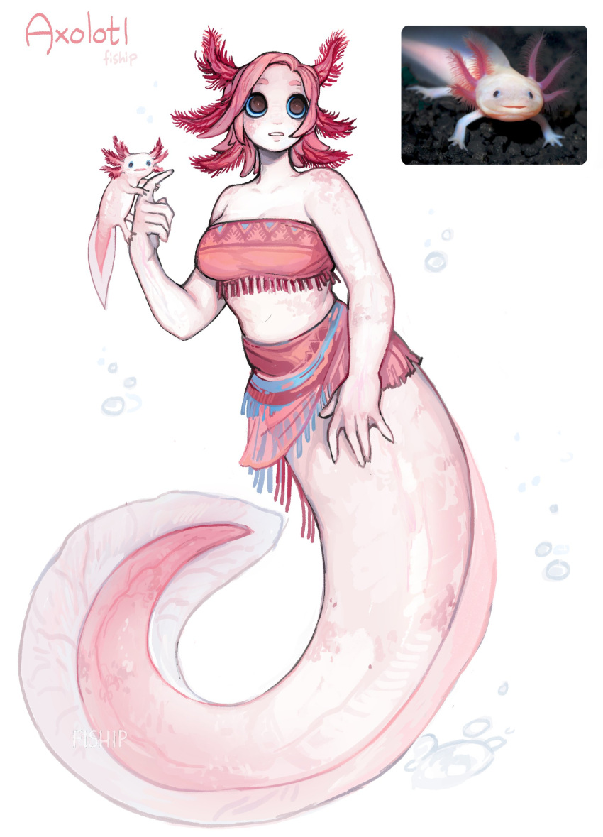 1girl, absurdres, air_bubble, artist_name, axolotl, axolotl_girl, bare_arms, bare_shoulders, breasts, brown_eyes, bubble, colored_skin, commentary, creature_and_personification, english_commentary, full_body, highres, looking_away, matilda_fiship, medium_breasts, mermaid, midriff, monster_girl, original, parted_lips, pink_hair, reference_inset, sarong, short_hair, simple_background, solo, white_background, white_skin
