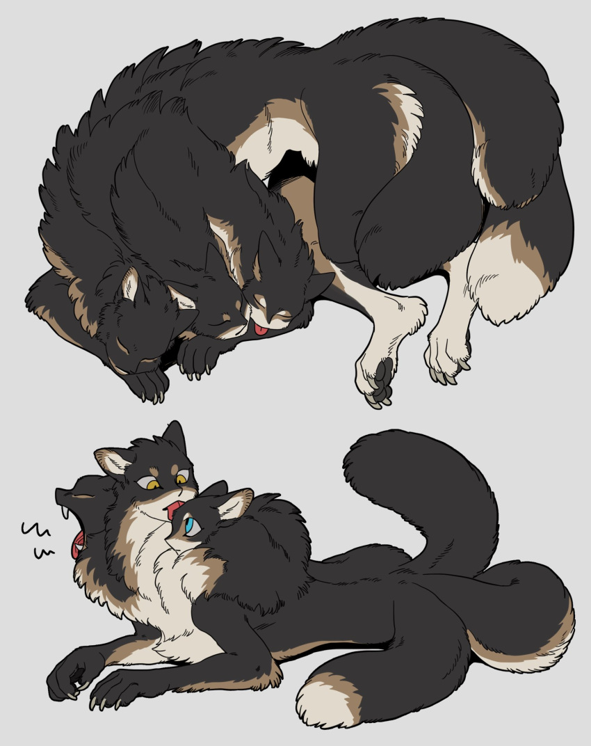 1other, animal_focus, black_fur, blue_eyes, brown_fur, cerberus, claws, closed_eyes, closed_mouth, fangs, full_body, grey_background, highres, human_arms, licking, licking_another's_face, light_brown_fur, lying, multiple_heads, multiple_tails, multiple_views, no_humans, on_side, on_stomach, original, sleeping, suzumori_521, tail, tongue, tongue_out, yawning, yellow_eyes