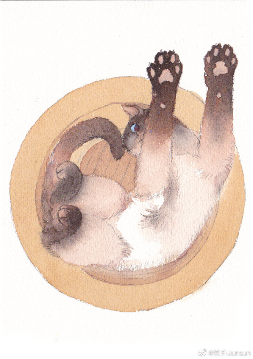 animal_focus, animal_hands, arms_up, bucket, cat, from_above, full_body, highres