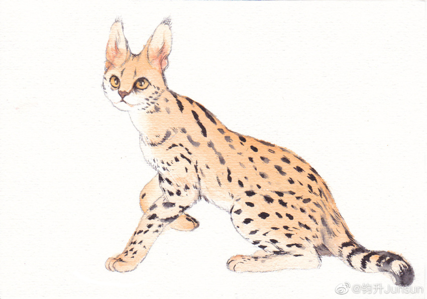 animal_focus, animal_request, cat, colored_sclera, full_body, junsun, looking_at_viewer, no_humans