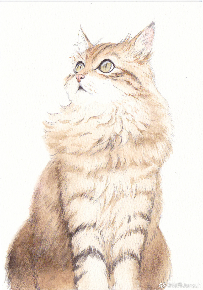 animal_focus, cat, feet_out_of_frame, fluffy, highres, junsun, looking_to_the_side, looking_up