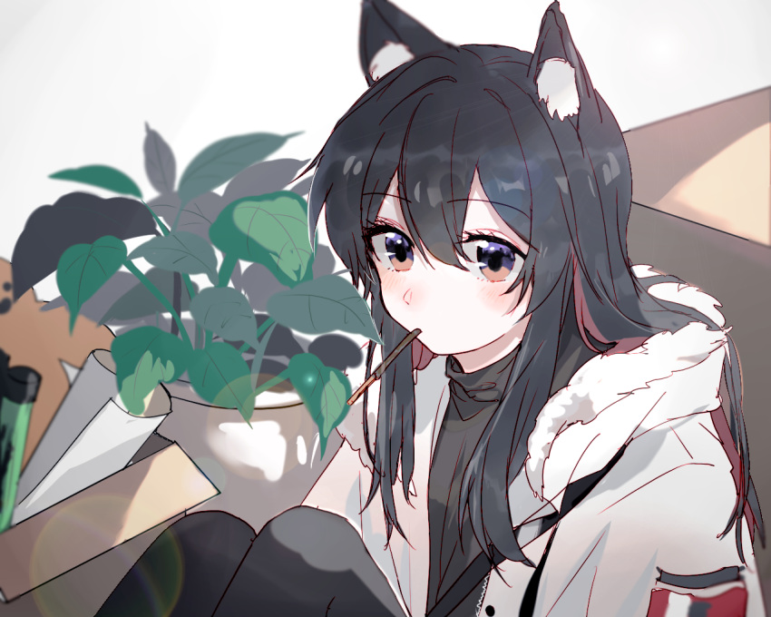 1girl, animal_ears, arknights, black_hair, black_shirt, blush, box, brown_eyes, cardboard_box, coat, colored_inner_hair, ester_(arknights), flower, food, fur-trimmed_hood, fur_trim, hair_between_eyes, hair_flowing_over, hansuitianer, hood, hooded_coat, jacket, knees_up, long_hair, looking_at_viewer, multicolored_hair, official_alternate_costume, plant, pocky, potted_plant, redhead, shirt, sidelocks, sitting, solo, texas_(arknights), texas_(winter_messenger)_(arknights), two-tone_hair, upper_body, white_coat, winter_clothes, winter_coat, wolf_ears, wolf_girl