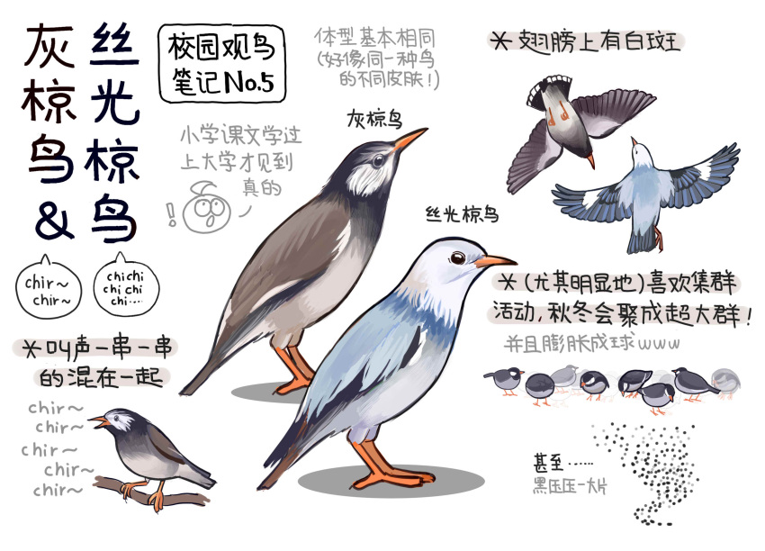 !, animal, animal_focus, bird, black_eyes, chinese_commentary, chinese_text, closed_mouth