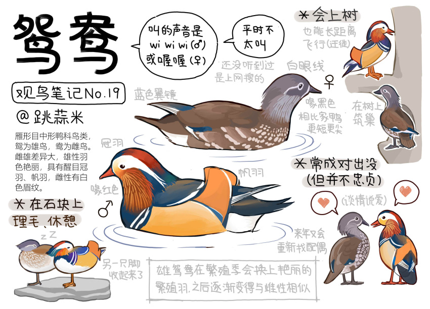 animal, animal_focus, bird, black_eyes, chinese_commentary, chinese_text, closed_mouth, commentary