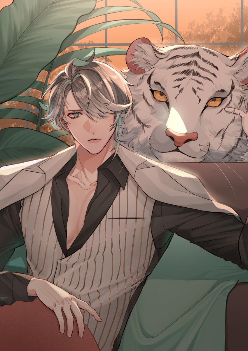 1boy, absurdres, ahoge, alhaitham_(genshin_impact), black_shirt, closed_mouth, collarbone, collared_shirt, commentary, dress_shirt, english_commentary, eyelashes, genshin_impact, green_eyes, grey_hair, hair_over_one_eye, highres, indoors, jacket, jacket_on_shoulders, leaf, long_sleeves, looking_at_viewer, male_focus, moontea_bunny, one_eye_covered, open_clothes, open_shirt, parted_bangs, pectorals, plant, shirt, short_hair, sidelocks, sitting, solo, striped, striped_vest, swept_bangs, tiger, vertical-striped_vest, vertical_stripes, vest, white_jacket, white_tiger, white_vest, window, wing_collar