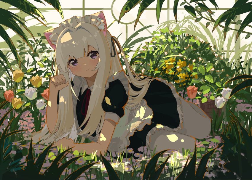 1girl, absurdres, animal_ear_fluff, animal_ears, apron, arm_rest, black_shirt, black_skirt, branch, bush, cat_ears, cat_girl, cat_tail, closed_mouth, day, flower, frilled_apron, frilled_skirt, frills, greenhouse, hand_up, highres, indoors, kgt_(pixiv12957613), long_bangs, looking_at_viewer, lying, maid, maid_headdress, neck_ribbon, on_side, original, pantyhose, paw_pose, plant, pleated_skirt, puffy_short_sleeves, puffy_sleeves, raised_eyebrows, red_flower, red_ribbon, red_tulip, ribbon, shirt, short_sleeves, sidelocks, skirt, smile, solo, tail, tulip, violet_eyes, white_apron, white_flower, white_hair, white_pantyhose, white_tulip, window