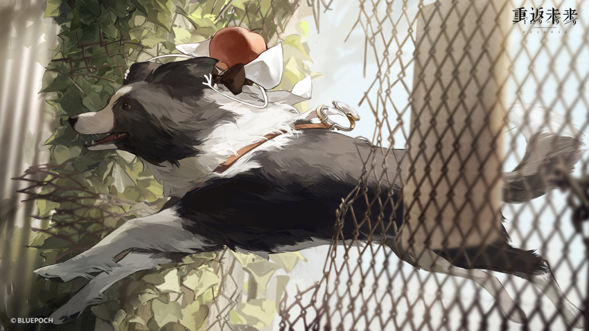 animal_focus, apple, apple_(reverse:1999), black_necktie, blurry, border_collie, chain-link_fence, copyright