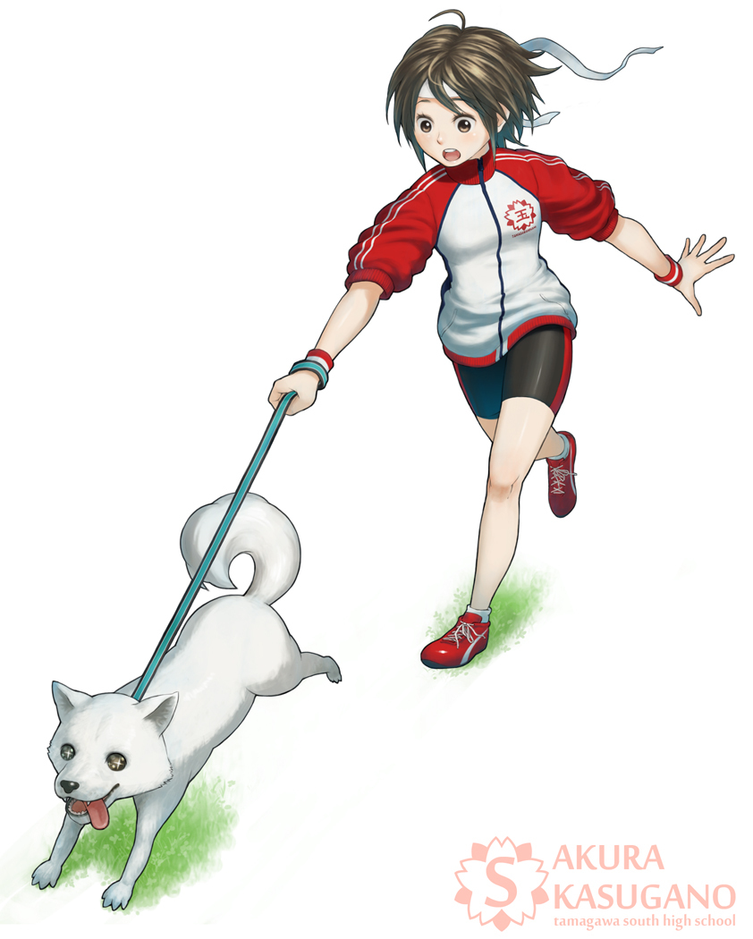 armband, brown_eyes, brown_hair, dog, gahon, god, headband, kasugano_sakura, shoes, sleeves_pushed_up, street_fighter, street_fighter_4, street_fighter_iv, wristband