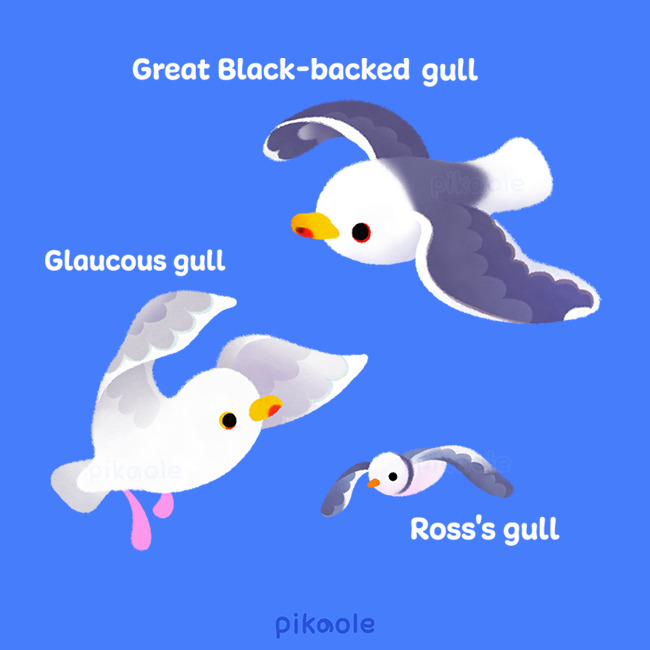 animal_focus, beak, bird, bird_wings, black_wings, blue_background, empty_eyes, english_text, feathered_wings, feathers, flying, glaucous_gull, great_black-backed_gull, grey_feathers, grey_wings, gull, looking_afar, looking_ahead, looking_up, no_humans, no_sclera, orange_eyes, original, pikaole, red_eyes, ross's_gull, seabird, seagull, signature, simple_background, solid_circle_eyes, solid_eyes, white_feathers, white_wings, wings, yellow_eyes