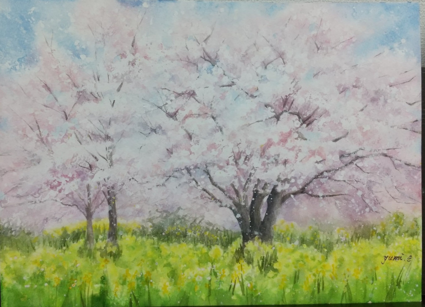 blue_sky, cherry_blossoms, day, field, flower, flower_field, highres, miyuchan777