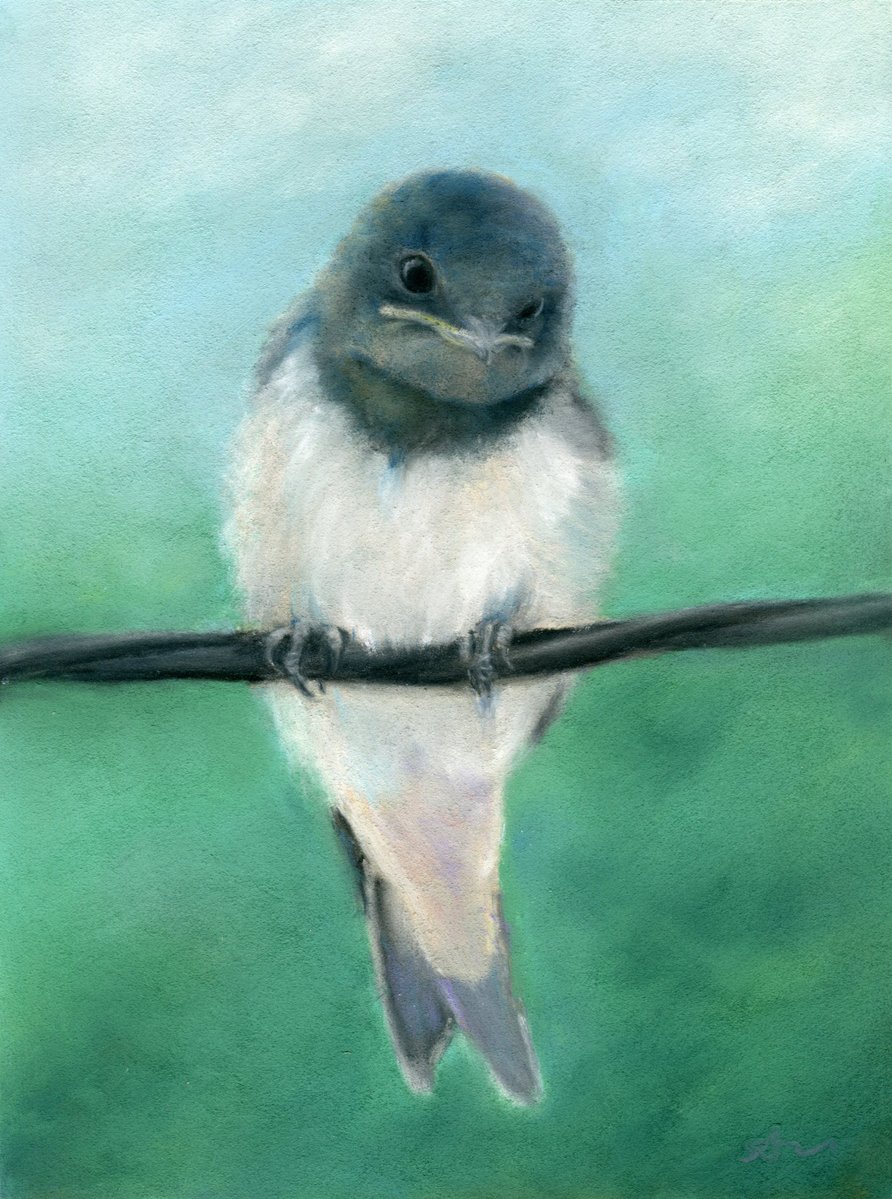 amima_amita, animal, barn_swallow, bird, black_eyes, claws, looking_at_viewer, no_humans