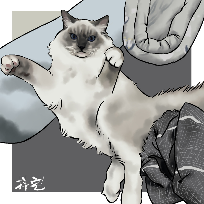 animal_ear_fluff, animal_focus, artist_name, blue_eyes, border, cat, chinese_commentary, commentary_request