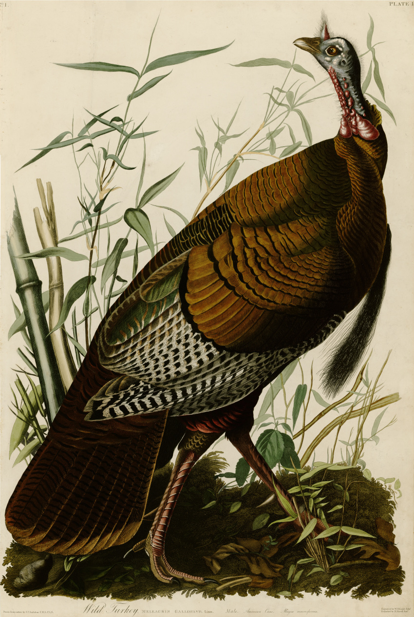 absurdres, animal, animal_focus, bamboo, english_text, fine_art, highres, incredibly_absurdres, john_james_audubon, leaf, no_humans, original, outdoors, plant, simple_background, traditional_media, turkey_(bird), white_background