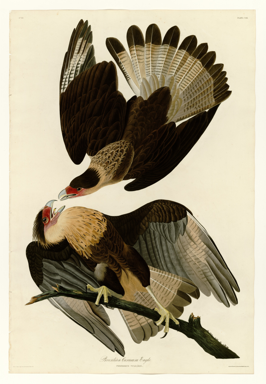 absurdres, animal, animal_focus, bird, border, branch, brown_eyes, caracara, cream_background, crested_caracara, cursive, english_text, fine_art, from_side, full_body, highres, incredibly_absurdres, john_james_audubon, latin_text, leaning_to_the_side, looking_at_another, no_humans, open_mouth, original, realistic, talons, traditional_media, white_border