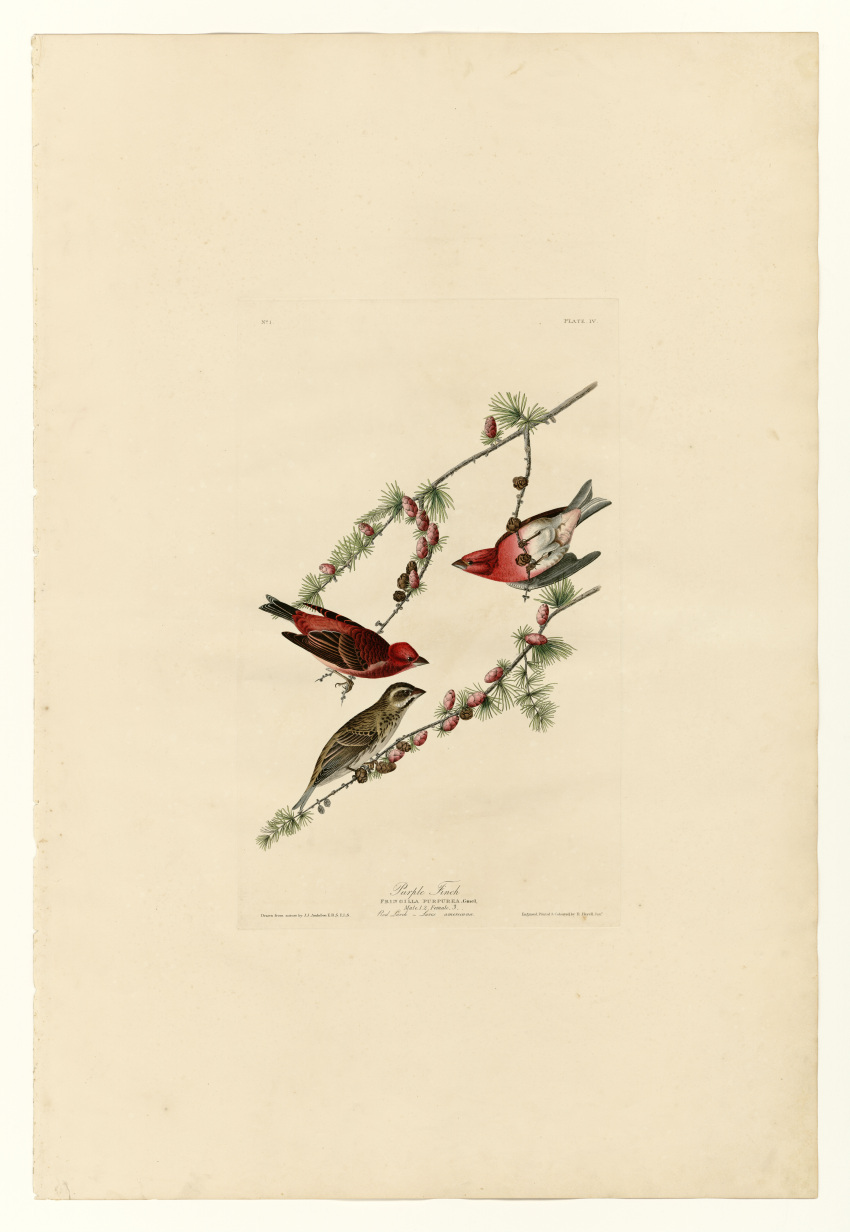 absurdres, animal, bird, conifer, english_text, finch, fine_art, highres, incredibly_absurdres, john_james_audubon, larch, latin_text, no_humans, original, pinecone, purple_finch, simple_background, traditional_media