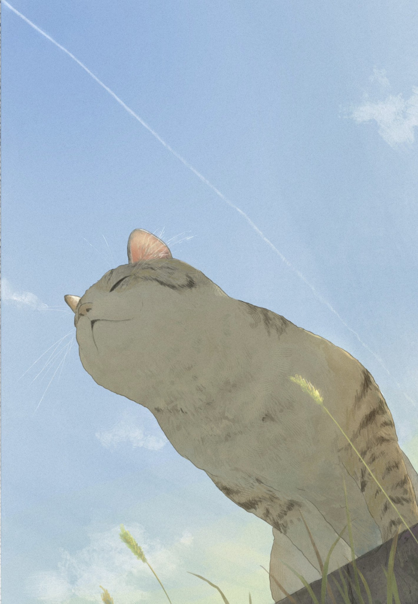 animal, animal_focus, blue_sky, cat, closed_eyes, closed_mouth, clouds, contrail