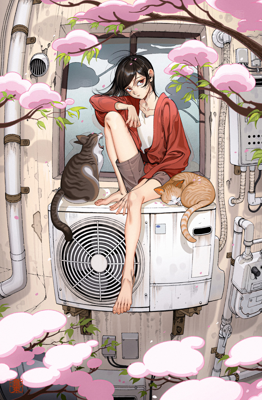 1boy, absurdres, air_conditioner, androgynous, between_legs, black_hair, cat, cherry_blossoms, collarbone, full_body, grey_shorts, hand_between_legs, hand_on_own_knee, highres, knee_up, konpeitou_(pixiv37354724), long_hair, looking_at_viewer, male_focus, original, outdoors, red_eyes, red_sweater, shirt, shorts, sitting, solo, sweater, watermark, white_shirt, window, windowsill, wire