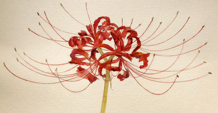 branch, brown_background, flower, highres, mouen_tw, no_humans, original, painting_(medium), plant, plant_focus, realistic, red_flower, spider_lily, stamen, still_life, traditional_media, watercolor_(medium)