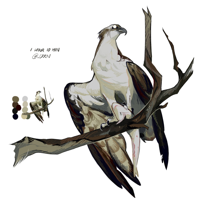 absurdres, animal_focus, art_study, bird, branch, color_guide, crrn, english_commentary