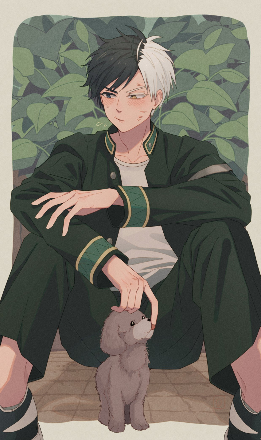 1boy, asayakeda, black_hair, blush, bush, dog, heterochromia, highres, jacket, leaf, long_sleeves, multicolored_hair, sakura_haruka_(wind_breaker), school_uniform, shirt, shoes, short_hair, solo, split-color_hair, undershirt, v-shaped_eyebrows, white_hair, white_shirt, wind_breaker_(nii_satoru)