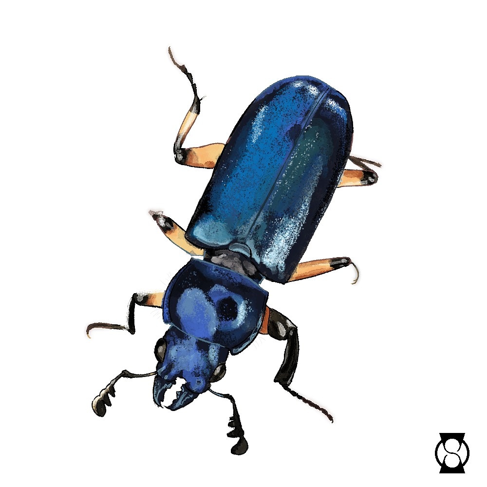 animal, animal_focus, artist_logo, beetle, black_eyes, bug, clip_studio_paint_(medium), commentary_request