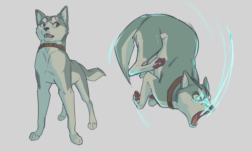 absurdres, akita_inu, animal, animal_focus, blue_eyes, brown_eyes, collar, dog, gin_(ginga_nagareboshi_gin), ginga_(franchise), ginga_nagareboshi_gin, glowing, glowing_eyes, grey_background, highres, jumping, looking_to_the_side, no_humans, open_mouth, pawpads, sam_(kyaptainkiddo), scar, tail, tongue