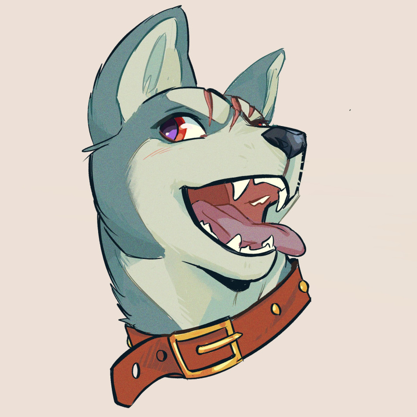 akita_inu, animal, animal_focus, blush, collar, dog, fangs, gin_(ginga_nagareboshi_gin), ginga_(franchise), ginga_nagareboshi_gin, grey_fur, highres, looking_back, no_humans, open_mouth, portrait, red_eyes, sam_(kyaptainkiddo), scar, simple_background, teeth, tongue, tongue_out