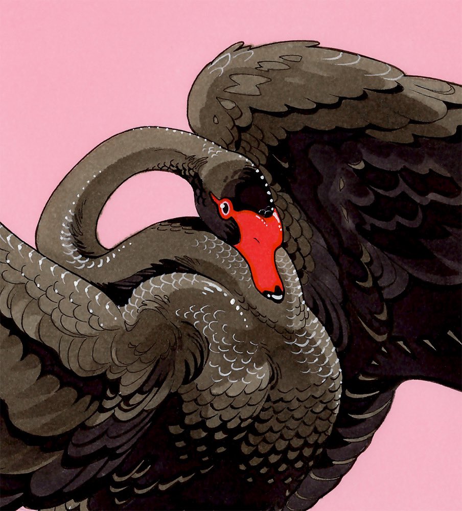 animal, animal_focus, beak, bird, black_bird, black_eyes, black_feathers, black_swan_(bird)
