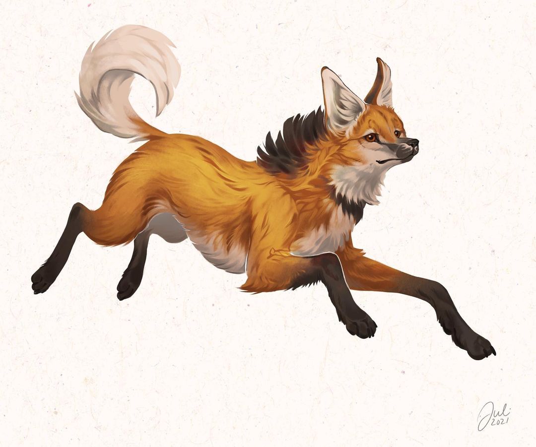 2021, animal, animal_focus, brown_eyes, closed_mouth, curled_tail, dated, english_commentary, fox, full_body, juli_artwork, jumping, looking_ahead, maned_wolf, midair, no_humans, no_lineart, original, outline, painterly, realistic, signature, solo, three_quarter_view, white_background