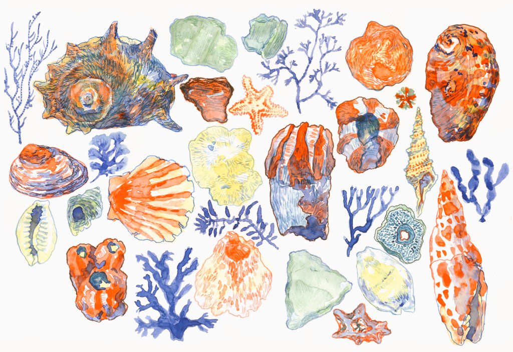clam, commentary_request, conch, coral, no_humans, object_focus, original, pajamabou, rock, seashell, shell, simple_background, starfish, white_background
