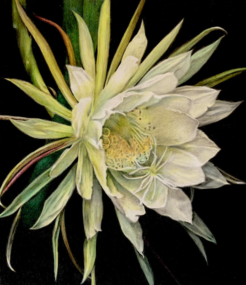 black_background, chie_t19690428, colored_pencil_(medium), epiphyllum, flower, flower_focus, highres, no_humans