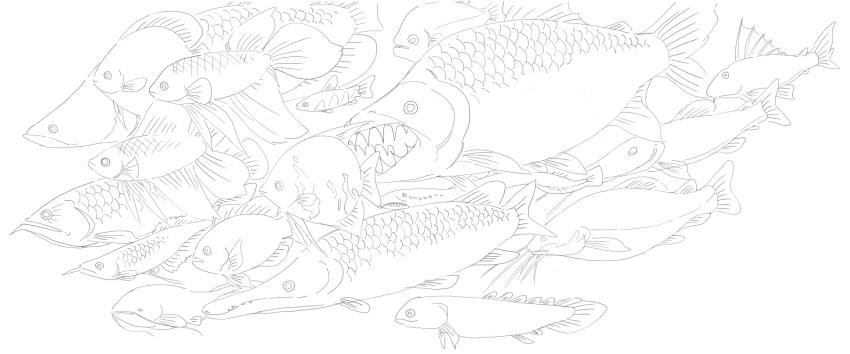 animal, animal_focus, catfish, fish, fish_request, gar_(fish), greyscale, highres