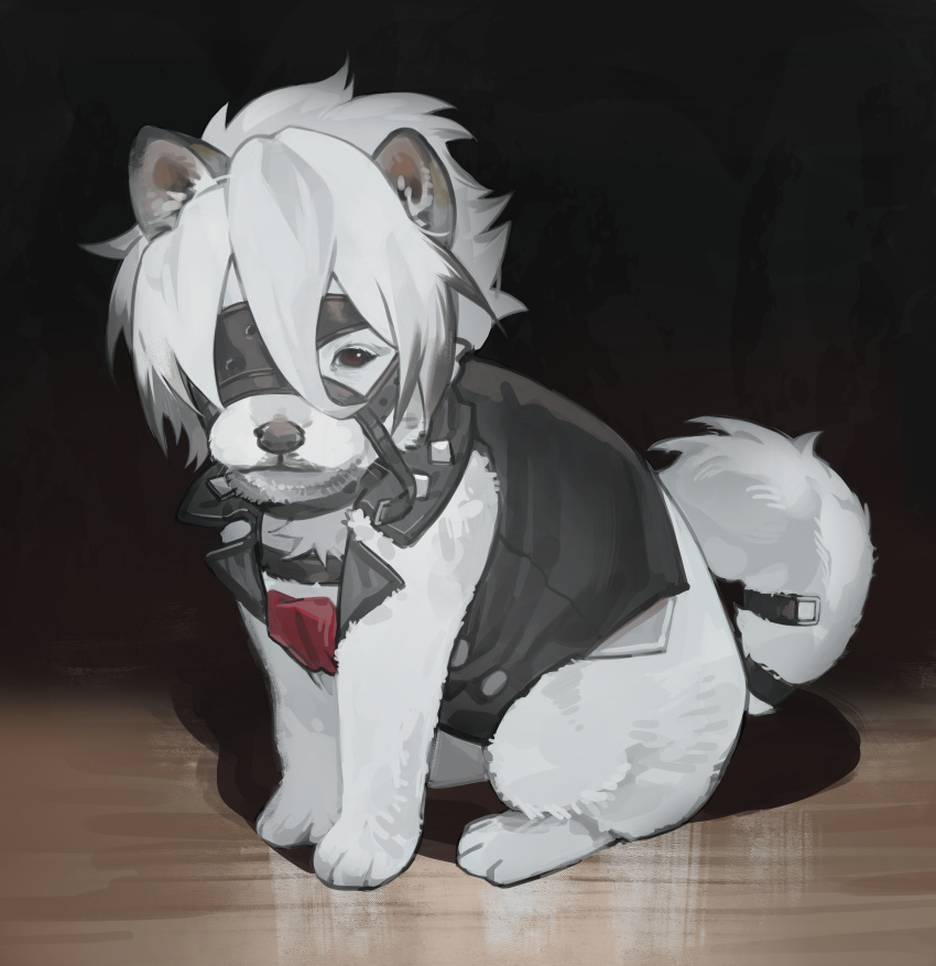 absurdres, animal_focus, animalization, black_jacket, closed_mouth, commentary, dog, english_commentary, eyepatch, full_body, hair_between_eyes, highres, jacket, k_hottok, looking_at_viewer, no_humans, puppy, red_eyes, short_hair, sitting, solo, von_lycaon, white_dog, white_fur, white_hair, wooden_floor, zenless_zone_zero