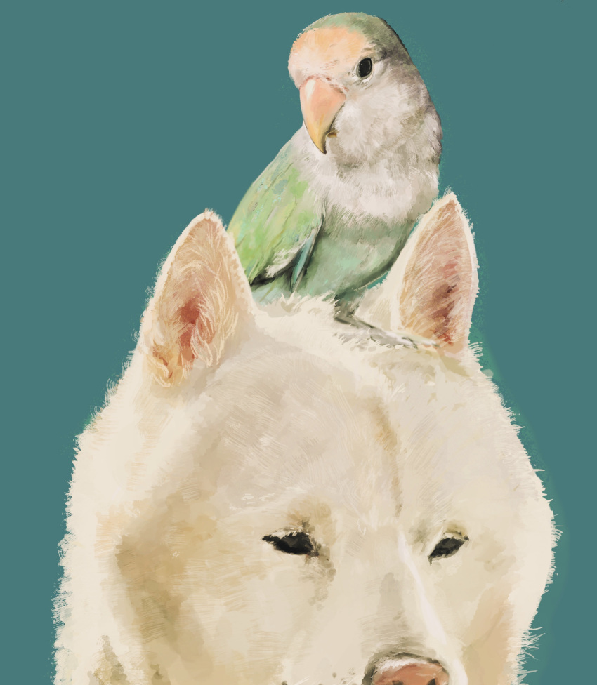 animal_focus, animal_on_head, bird, bird_on_head, black_eyes, blue_background, dog, highres