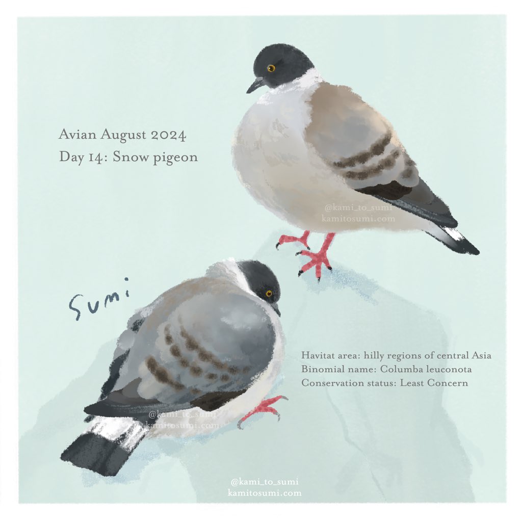 animal, animal_focus, artist_name, bird, blue_background, border, english_text, kami_to_sumi, no_humans, original, pigeon, snow_pigeon, twitter_username, web_address, white_border
