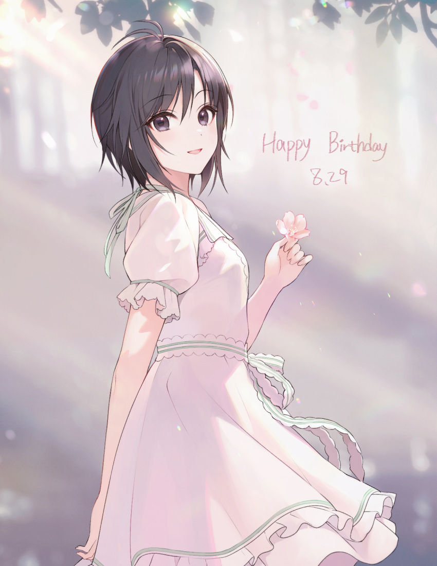 1girl, :d, a1001047591, antenna_hair, arm_behind_back, black_eyes, black_hair, breasts, cowboy_shot, dappled_sunlight, dated, dot_nose, dress, eyelashes, falling_petals, flower, from_side, hand_up, happy_birthday, highres, holding, holding_flower, idolmaster, idolmaster_(classic), idolmaster_million_live!, idolmaster_million_live!_theater_days, kikuchi_makoto, lace-trimmed_dress, lace_trim, light_blush, looking_at_viewer, looking_to_the_side, neck_ribbon, outdoors, parted_bangs, petals, puffy_short_sleeves, puffy_sleeves, ribbon, short_hair, short_sleeves, sidelocks, small_breasts, smile, solo, straight_hair, sunlight, waist_ribbon, white_dress